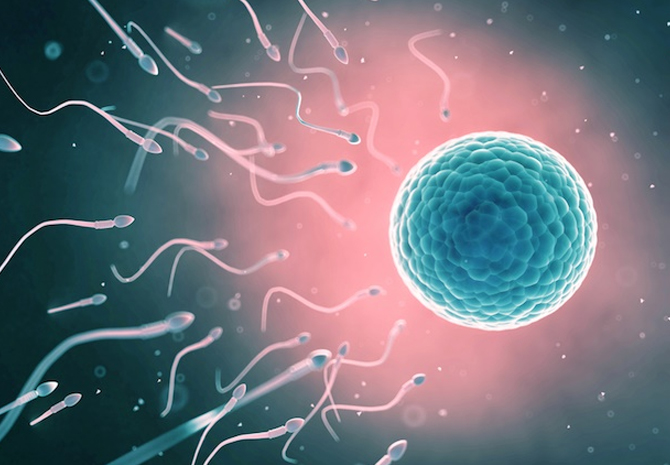 IVF in vetro Fertilization